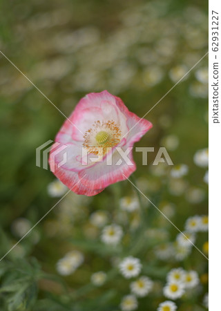 Poppy Poppy 62931227