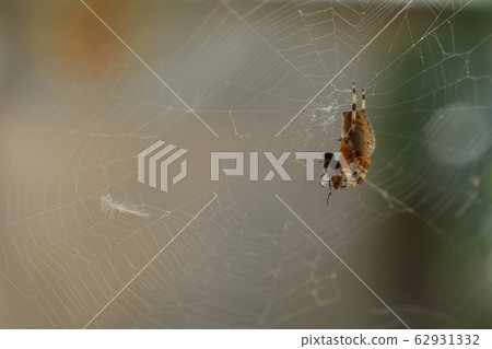 spider on a web catches a fly and wraps 62931332