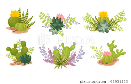 Succulents and Cactus Growing in Soil Compositions Vector Set 62931333