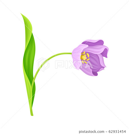 Bended Tulip Flower with Green Pointed Leaf and... - Stock Illustration ...