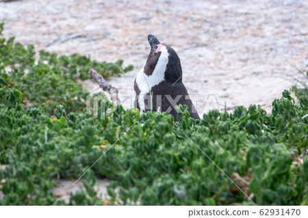 South Africa Penguins in the Boulders Beach Nature South Africa Penguins in the Boulders Beach Nature 62931470