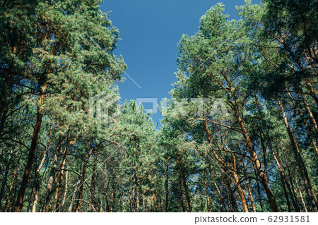 tree tops and blue sky 62931581