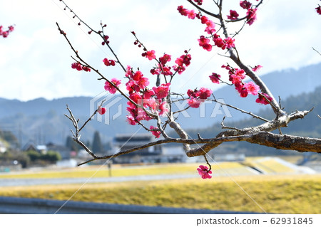 梅花 62931845