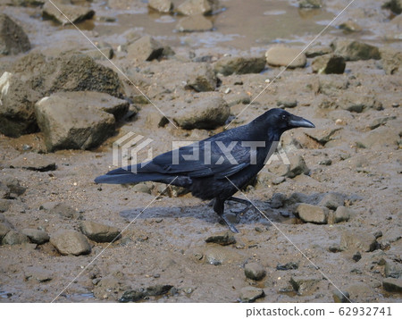 Hermopotus glass 62932741