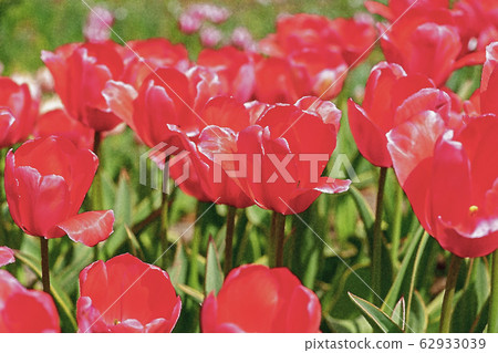 Tulip Tulip 62933039