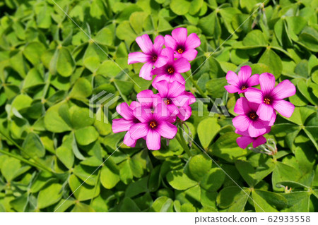 春天的花朵，草蛾[Fushinehana oxalis] 62933558