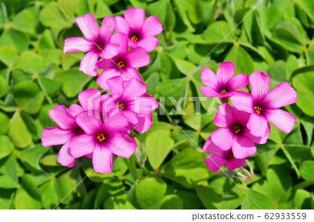 春天的花朵，草蛾[Fushinehana oxalis] 62933559