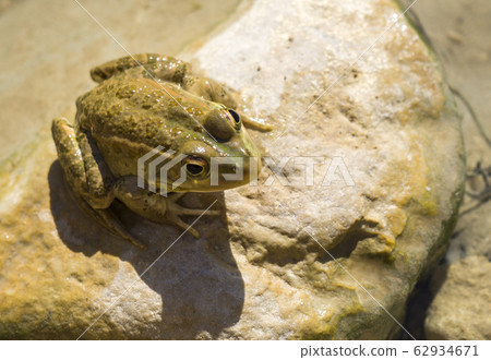 Green frog sitting in water on stone in oasis Tunisia 62934671