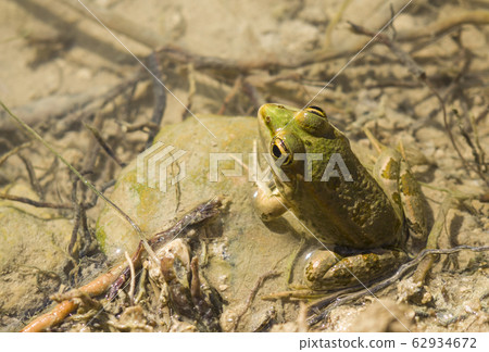 Green frog sitting in water on stone in oasis Tunisia 62934672