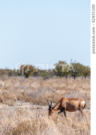 Hartebeest in Etosha National Park Hartebeest in Etosha National Park 62935100