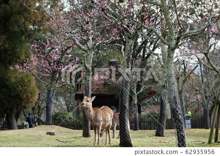 奈良公園主演鹿與梅 62935956