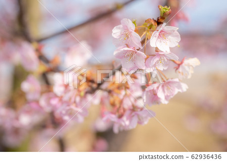 Cherry Blossoms	 62936436