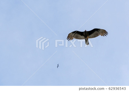 Zopilote vulture buzzard bird flying in Baja Zopilote vulture buzzard bird flying in Baja 62936543