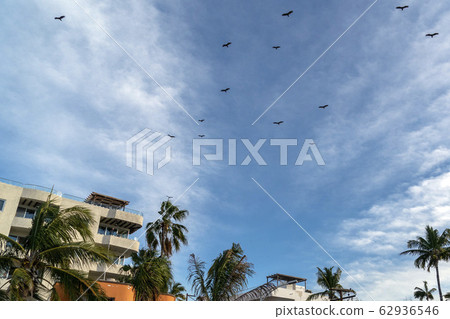 Zopilote vulture buzzard bird flying in Baja 62936546