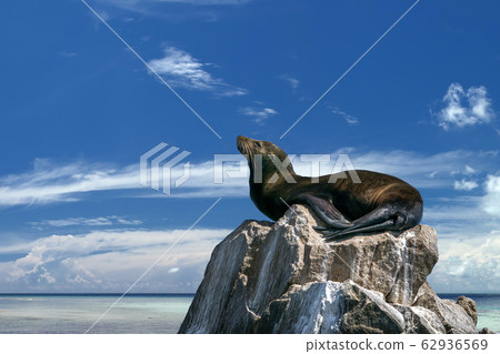 sea lion on a rock 62936569