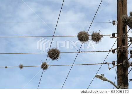 Tillandsia recurvata aerial Plant growing on power 62936573