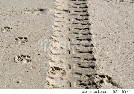 offroad tire track on sandy beach offroad tire track on sandy beach 62936585
