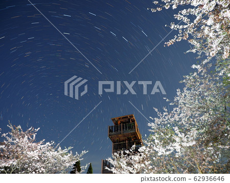 Shiroyama Park at night when cherry blossoms bloom Ijuin Shiroyama Park at night when cherry blossoms bloom Ijuin 62936646