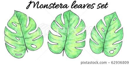 Hand drawn watercolor tropical plants set. Watercolor monstera leaves 62936809