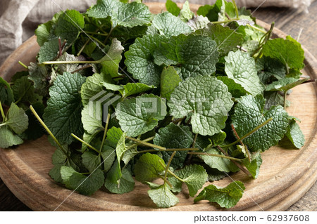 Young leaves of garlic mustard or Alliaria petiolata collected in early spring Young leaves of garlic mustard or Alliaria petiolata collected in early spring 62937608