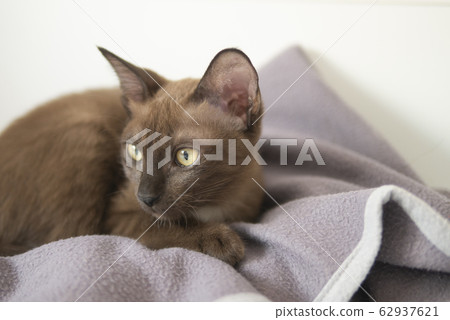 Brown cat relaxing on blanket on bed with curious face in comfortable mood Brown cat relaxing on blanket on bed with curious face in comfortable mood 62937621