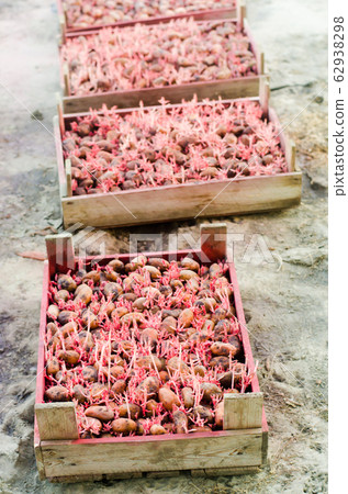 Seed potatoes with sprouts after processing from the Colorado beetle. Preparation for planting potatoes. seasonal work in the field, vegetables, agriculture, farming, close-up 62938298