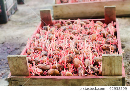 Seed potatoes with sprouts after processing from the Colorado beetle. Preparation for planting potatoes. seasonal work in the field, vegetables, agriculture, farming, close-up 62938299