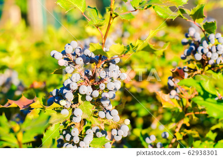 blue berries Mahonia aquifolium (Oregon-grape or Oregon grape) and bush is a species of flowering plant in the family Berberidaceae, native to western North America. natural wallpaper. close-up 62938301