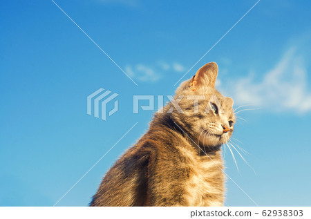 gray cat on a blue background in sunlight. cat in the sky. a pet. beautiful kitten. place for text. copyspace gray cat on a blue background in sunlight. cat in the sky. a pet. beautiful kitten. place for text. copyspace 62938303