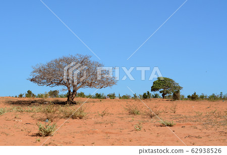 Small plants on desert at summer Small plants on desert at summer 62938526