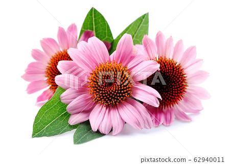 Echinacea flowers isolated on white backgrounds. 62940011