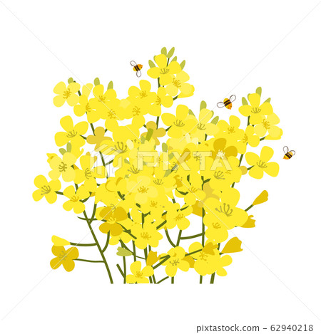 Rapeseed flowers bunch isolated on white background. Brassica napus blossom, vector illustration 62940218