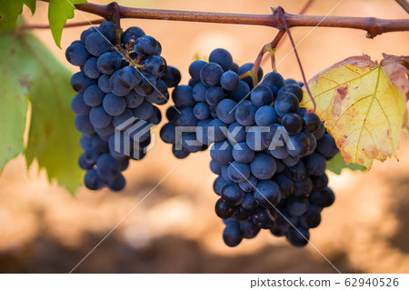 Ripe purple grapes with leaves in natural condition, the vineyard of Puglia of Primitivo grape grows in southern Italy, particularly Salento 62940526