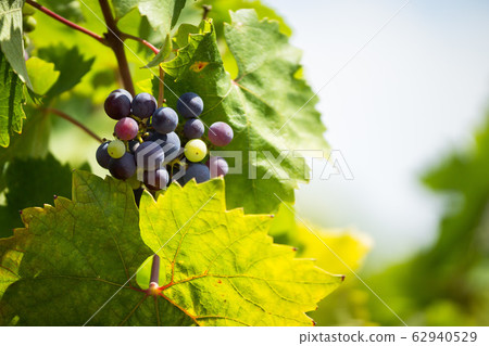 Raceme of the Primitivo grape, organic vineyard in Salento, Racemo of the Primitivo grape, organic vineyard in Salento Raceme of the Primitivo grape, organic vineyard in Salento, Racemo of the Primitivo grape, organic vineyard in Salento 62940529
