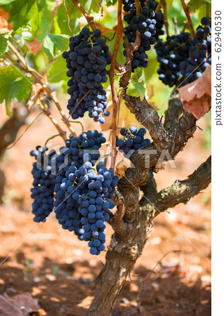 Grapes harvest in vineyard in Manduria, in Puglia Grapes harvest in vineyard in Manduria, in Puglia 62940530