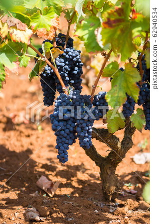 Branch of the Primitivo grape, organic vineyard in Puglia, Italy 62940534
