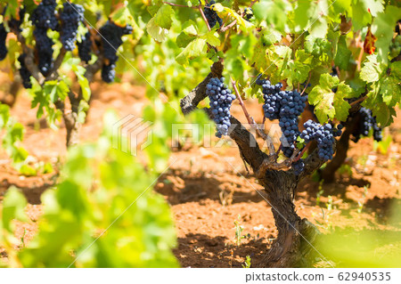 Branch of the Primitivo di Manduria grape, Salento, Puglia, Italy 62940535