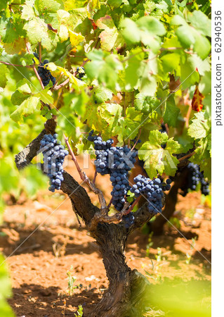 Branch of the Primitivo di Manduria grape, Salento, Puglia, Italy 62940536