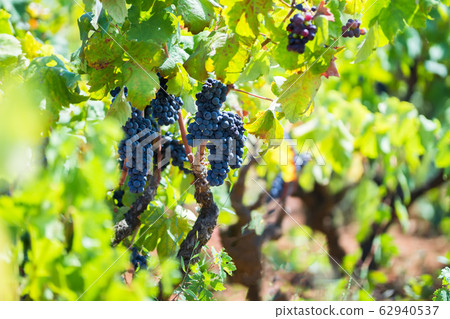 Branch of the Primitivo di Manduria grape, Salento, Puglia, Italy 62940537
