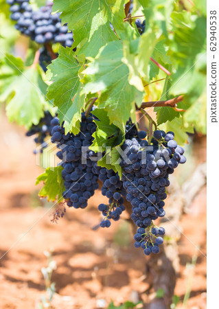 Branch of the Primitivo di Manduria grape, Salento, Puglia, Italy 62940538