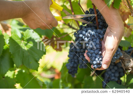 Grapes harvest. Farmers hands with grapes, Branch of the Primitivo di Manduria grape, Salento, Puglia, Italy 62940540