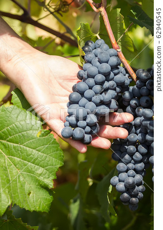 Grapes harvest. Farmers hands with grapes, Branch of the Primitivo di Manduria grape, Salento, Puglia, Italy 62940545