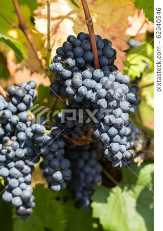 Ripe purple grapes with leaves in natural condition, the vineyard of Puglia of Primitivo grape grows in southern Italy, particularly Salento 62940546