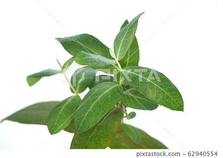 Eucalyptus globules Eucalyptus globules 62940554