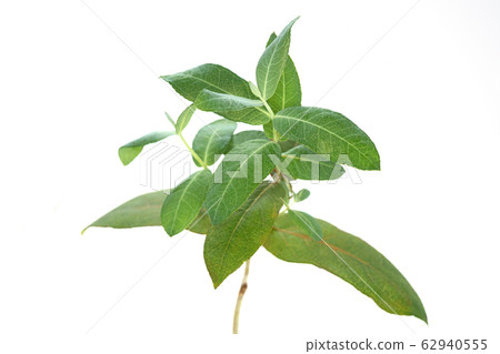 Eucalyptus globules 62940555