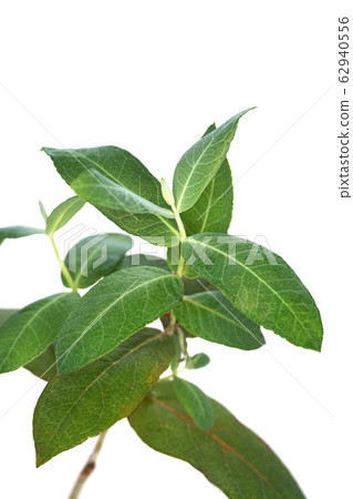 Eucalyptus globules Eucalyptus globules 62940556