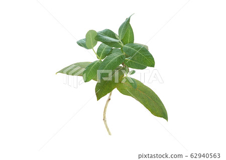 桉樹小球 62940563