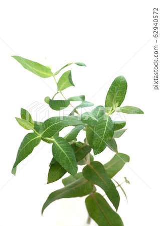 Eucalyptus globules Eucalyptus globules 62940572