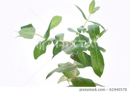 Eucalyptus globules 62940578