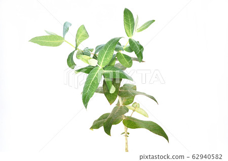Eucalyptus globules 62940582